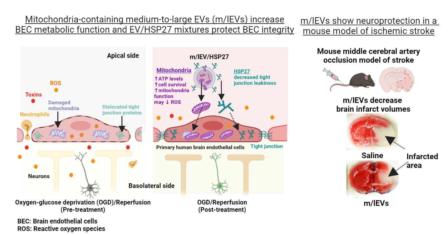 Graphical abstract