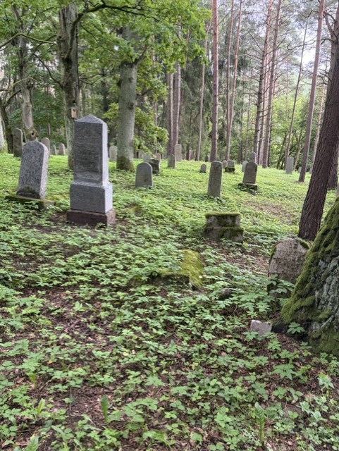 Old Jewish Cemetery in Vilkija with surviving headstones among trees and vegetation.